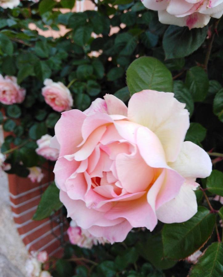 The Roses Garden Bed & Breakfast La Maddalena  Exterior photo
